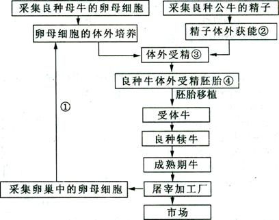 試管牛工廠化生產(chǎn)的技術(shù)解析 從精子發(fā)生到知識(shí)流程外包的應(yīng)用